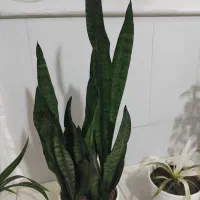 گل طبیعی سانسوریا