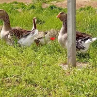 تولوز اصل فرانسه وارداتی