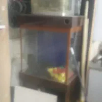 آکواریوم|ماهی|قروه, |دیوار