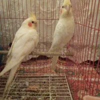 عروس هلندی لوتینو نر