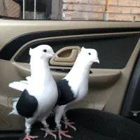 کبوتر پشت دار