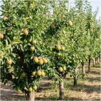 نهال گلابی اسپادانا پیش رس ، درخت گلابی درنهالستان