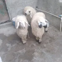 چهار تا بره ماده چاق و چله خوشگل|حیوانات مزرعه|زاهدان, |دیوار