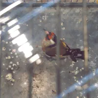 سهره|پرنده|فردیس, سرحدی|دیوار