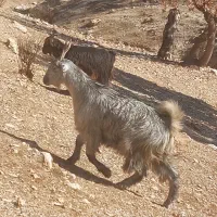 ۱۵ راس بز داشتی|حیوانات مزرعه|ارژن, |دیوار