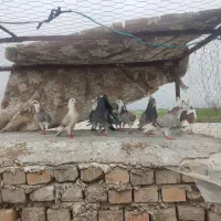 کبوتر|پرنده|نگین شهر, |دیوار