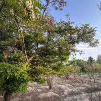 زمین کشاورزی مناسب برای گلخانه،پرورش ماهی وباغچه|فروش زمین و ملک کلنگی|کهریزک, |دیوار