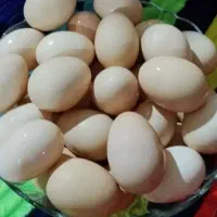 تخم مرغ محلی