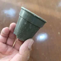 گلدان گلخانه ای مشکی|گل و گیاه طبیعی|قم, هفت تیر|دیوار