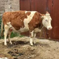 گاو سیمیتال