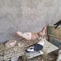 سینه فر دوکت