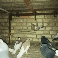 کبوتر|پرنده|نیریز, |دیوار