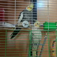 یک جفت عروس هلندی جوان، درجه یک