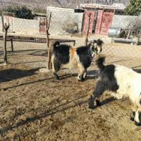 کهره تخمی روزگاری