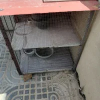 کبوتر|پرنده|اصفهان, حصه جنوبی|دیوار