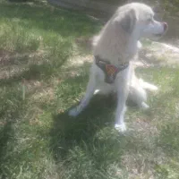 واگذاری سگ اشپیتز  / نر /