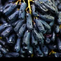 ازبک مندراپ ترکمن ۴گل محمدی گل رزیاس