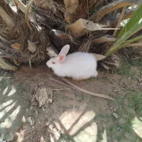 خرگوش
