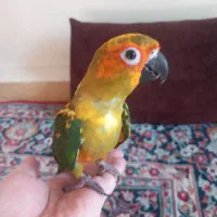 جوجه طوطی خورشیدی