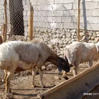 قوچ داشتی|حیوانات مزرعه|کوه چنار, |دیوار