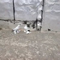 دم سیاه و دم سبز