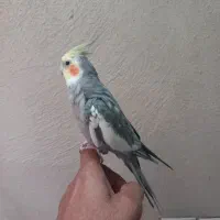 عروس هلندی نر همراه قفس|پرنده|ری, شهرک نظامی|دیوار