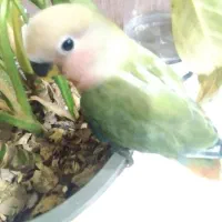 طوطی برزیلی هلویی یک ماه سالم فول دستی دمچند رنگ|پرنده|اهواز, آریاشهر|دیوار