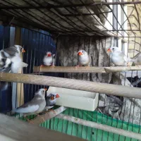 فروش فنچ نژاد دار انگلیسی|پرنده|دهلران, |دیوار