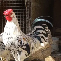 خروس گلین و مرندی چهل تاچ