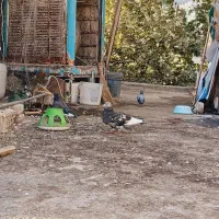 کبوتر عتیقه ، هماشازده شهرستانی|پرنده|تهران, اتابک|دیوار