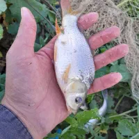 بچه ماهی قزلآلا کپورطلایی|ماهی|آمل, |دیوار