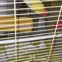 یک جفت طوطی برزیلی نروماده|پرنده|اهواز, کوی سعدی|دیوار