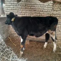 گاو ترسه|حیوانات مزرعه|قرق, |دیوار