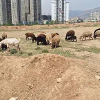 شیربز از دام داری