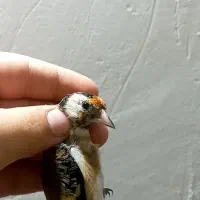 جوجه سهره نشون معاوضه عروس هلندی قناری