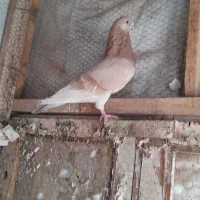 سار ماده