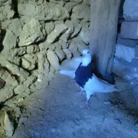 طوقی کبوتر|پرنده|دهگلان, |دیوار
