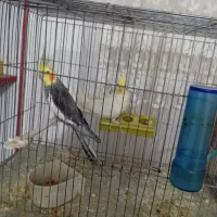 جفت عروس همراه با تخم