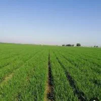 ۱۰ هکتار زمین کشاورزی