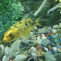 ماهی اگواریوم