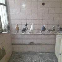 کفتر تهرانی