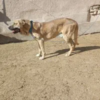 سگ عراقی