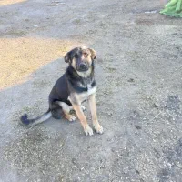 سگ ژرمن|سگ|مشکیندشت, |دیوار