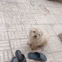 سگ پاپی  تریر