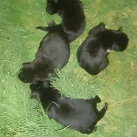 ژرمن بلک اورجینال