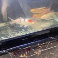 یک عدد ماهی کوی ژاپنی وارداتی کولکسیونی