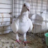 کبوتر|پرنده|یزد, |دیوار