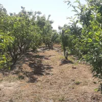 فروش باغچه میوه