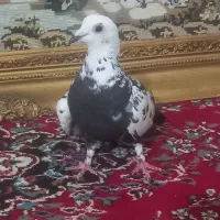 سینه مشهدی|پرنده|مشهد, علی آباد|دیوار