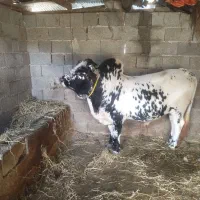 گوساله|حیوانات مزرعه|ماکلوان, |دیوار